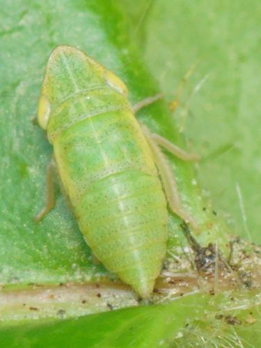 Aphrodes sp.